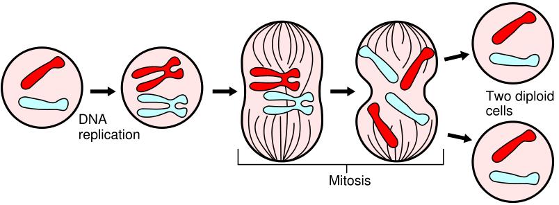 III. Mitosis division of the nucleus into 2 nuclei, each with the same number and kind of A. HANDOUT B. 4 phases PMAT 1. condense, nuclear envelope breaks down, spindle fibers form Prophase 2.