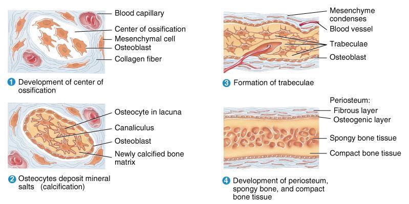 Intramembranous Bone Formation Mesenchymal cells become osteoprogenitor cells then osteoblasts. Osteoblasts surround themselves with matrix to become osteocytes.