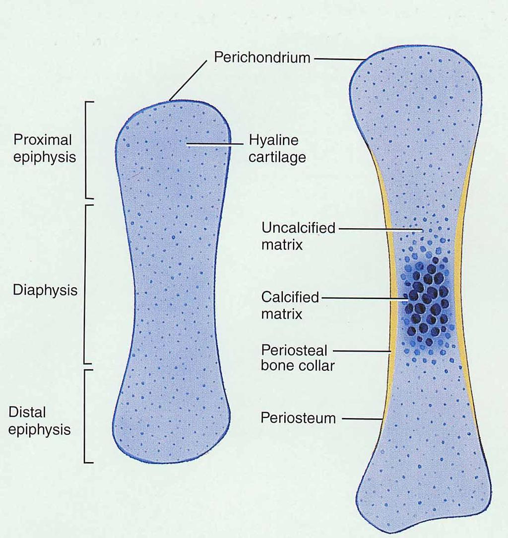 Endochondral Bone Formation (1) Development of Cartilage model Mesenchymal cells form a cartilage model of the bone during development Growth of Cartilage model in length by chondrocyte cell division