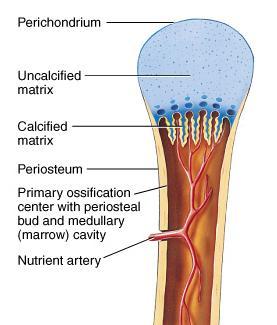 Endochondral Bone Formation (2) Development of Primary Ossification Center nutrient artery penetrates center of cartilage model perichondrium changes into periosteum osteoblasts and