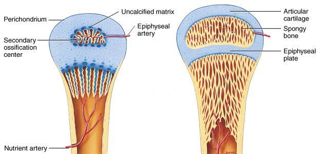 Endochondral Bone Formation (3) Development of Secondary Ossification Center blood vessels enter the epiphyses around time of