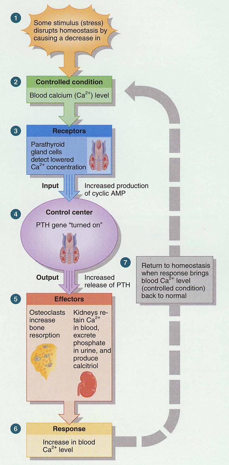 Hormonal Influences Parathyroid hormone (PTH) is secreted if Ca+2 levels falls PTH gene is turned on & more PTH is secreted from gland osteoclast activity increased,