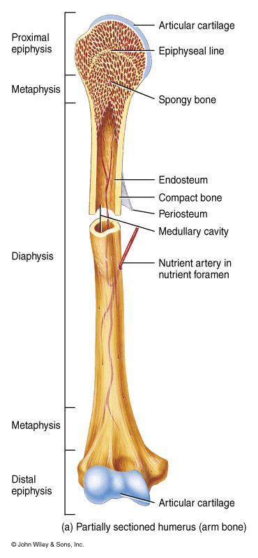 Anatomy of a Long Bone Diaphysis = shaft Epiphysis = one end of a long bone, expanded portion, forms a joint (articulates) with another bone Metaphysis = growth plate region Articular cartilage