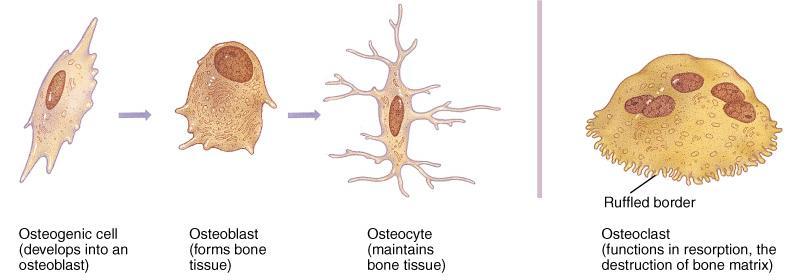 Cell Types of Bone Osteoprogenitor cells ---- undifferentiated cells (stem cells) can divide to replace themselves & can become osteoblasts found in inner layer of periosteum and endosteum