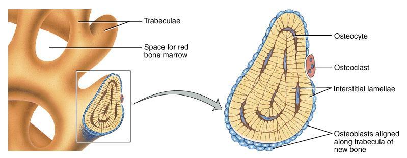 The Trabeculae of Spongy Bone Latticework of thin plates of bone called trabeculae oriented along lines of stress Spaces in between these struts are filled with