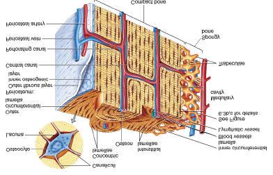 = tough membrane covering bone but not the cartilage fibrous layer = dense irregular CT osteogenic layer = bone cells & blood vessels that nourish or help with repairs Anatomy of a Long