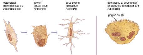 Cell Types of Bone Osteoprogenitor cells ---- undifferentiated cells can divide to replace themselves & can become osteoblasts found in inner layer of periosteum and endosteum Osteoblasts--form