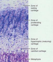 . Bone Growth in Length Epiphyseal plate or cartilage growth plate cartilage cells are produced by mitosis on epiphyseal side of plate cartilage cells are destroyed and replaced by bone on diaphyseal