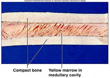 Page 4 Compact and Spongy Bone 7 Histology of Osseous Tissue Cells 8 OSTEO = bone Osteogenic