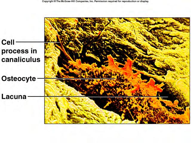 Page 6 Histology of Osseous Tissue Compact Bone 11 Histology of Osseous Tissue Marrow 12 1. In children, red marrow (myeloid tissue) is hemopoietic and fills the medullary cavity.