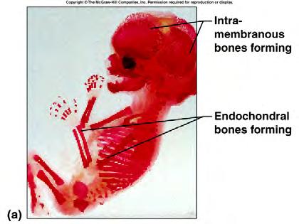 Page 7 Bone Formation Intramembranous 13 1. Intramembranous ossification occurs within a membrane of soft tissue that represents the location of a future flat bone.