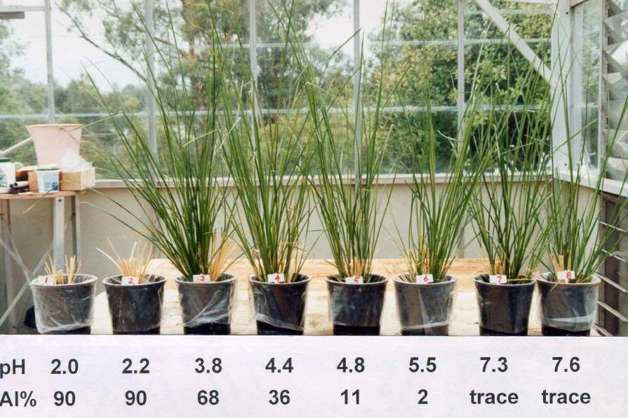 Tolerance to high soil acidity Special Physiological Features Vetiver thrives