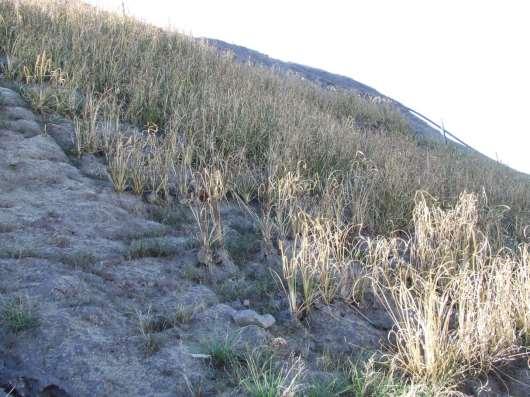 Vetiver turned brown due to winter frost, will