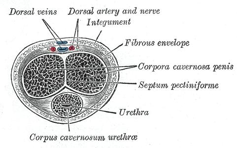 Gray s Anatomy, wikibooks