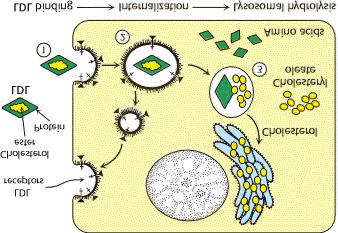 Receptor-Mediated Endocytosis.