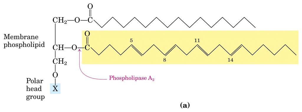 4. Arachidonic acid and some eicosanoid derivatives a. In response to hormonal signals, phospholipase A2 cleaves arachadonic-containing membrane lipids to release arachidonic acid. b.