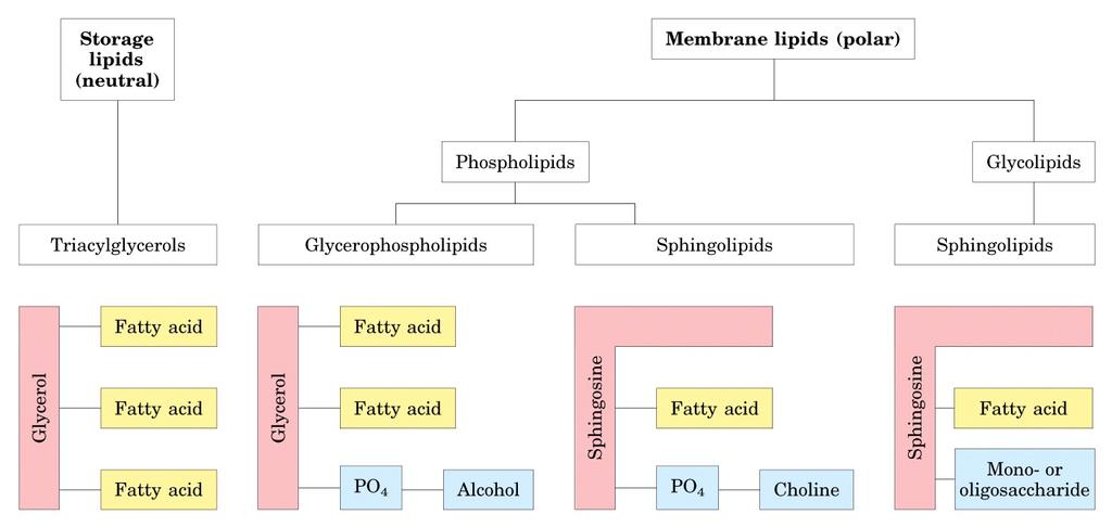 A. THE PRINCIPLE CLASSES OF STORAGE AND MEMBRANE LIPIDS 1. All these lipids have either glycerol or sphingosine as the backbone.
