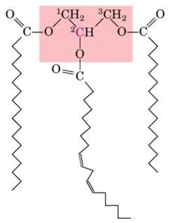 Mono-, di- and tri-glycerides Esters of FA(s) with glycerol