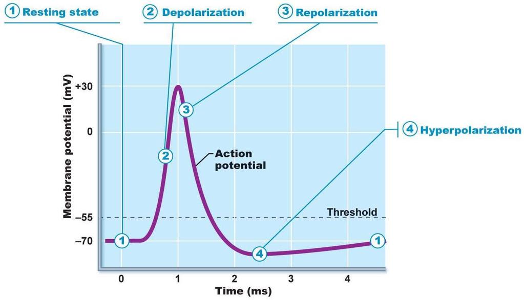 c. Action potentials 1) Generation of an action potential: involves opening ion gates in the neuron membrane a) Resting state: all gated channels closed b) Depolarization (1) Graded potentials: reach