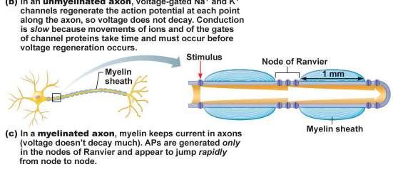 normal stimulus will fire neuron again during this time interval 5) Conduction velocity of axons a) Axon diameter b) Degree of myelination (1)