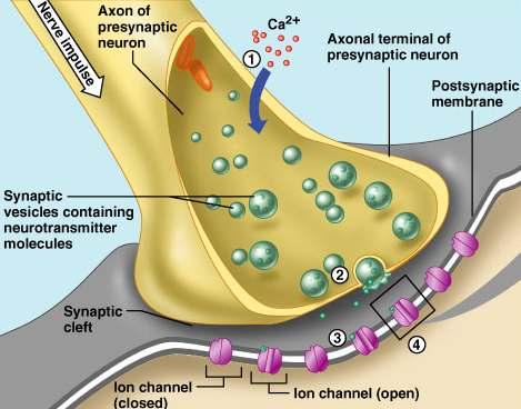 (3) Multiple sclerosis: CNS demyelinating disease C. The synapse: the junction of one neuron to another neuron (or effector) 1. Terminology a. Presynaptic cell: before the synapse b.