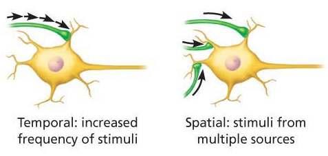 Synaptic integration: (a single EPSP cannot trigger an AP) a.