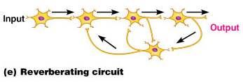 Neuronal pools: functional groups of neurons B. Types of circuits: 4 basic types 1.