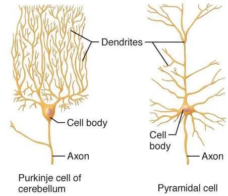 c. Interneurons (association) connect sensory neurons to motor neurons 1) Cell bodies: most are in the CNS 2) Most are