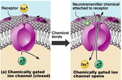 circuits III. Membrane potentials: neurophysiology or the function of a neuron A. Role of membrane ion channels 1.