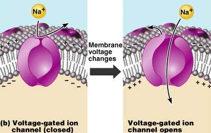 a. Voltage gated channels: open in response to a voltage change b. Mechanically gated channels responds to mechanical deformation of a sensory receptor B.