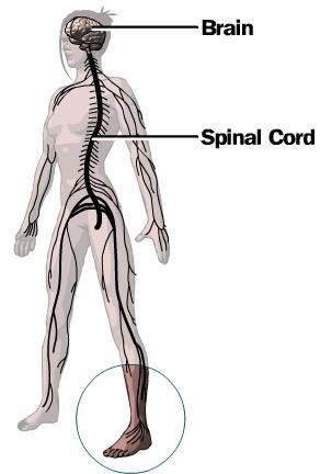 THE CNS Consist of : Cerebrum Cerebellum Spinal cord No connective tissue soft,