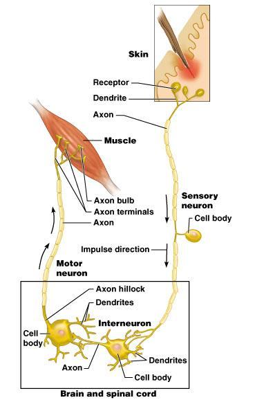 Function of the nervous system sensory input
