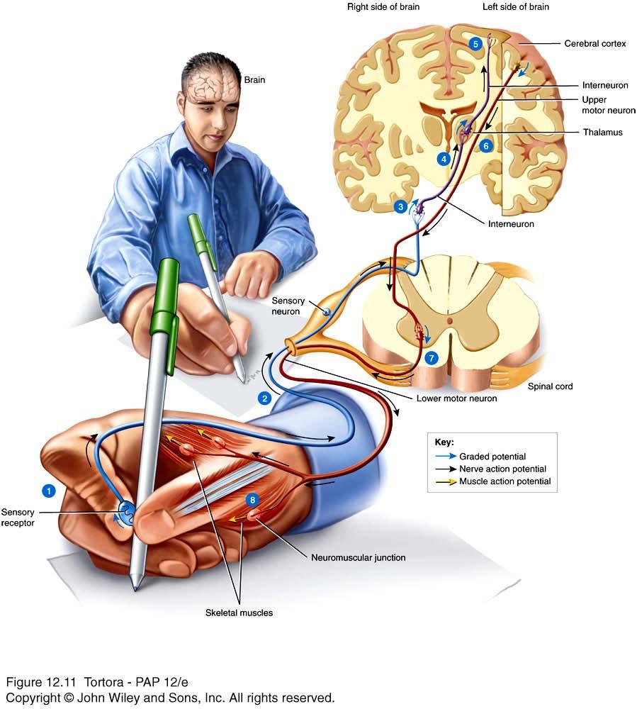 Overview of Nervous System Functions