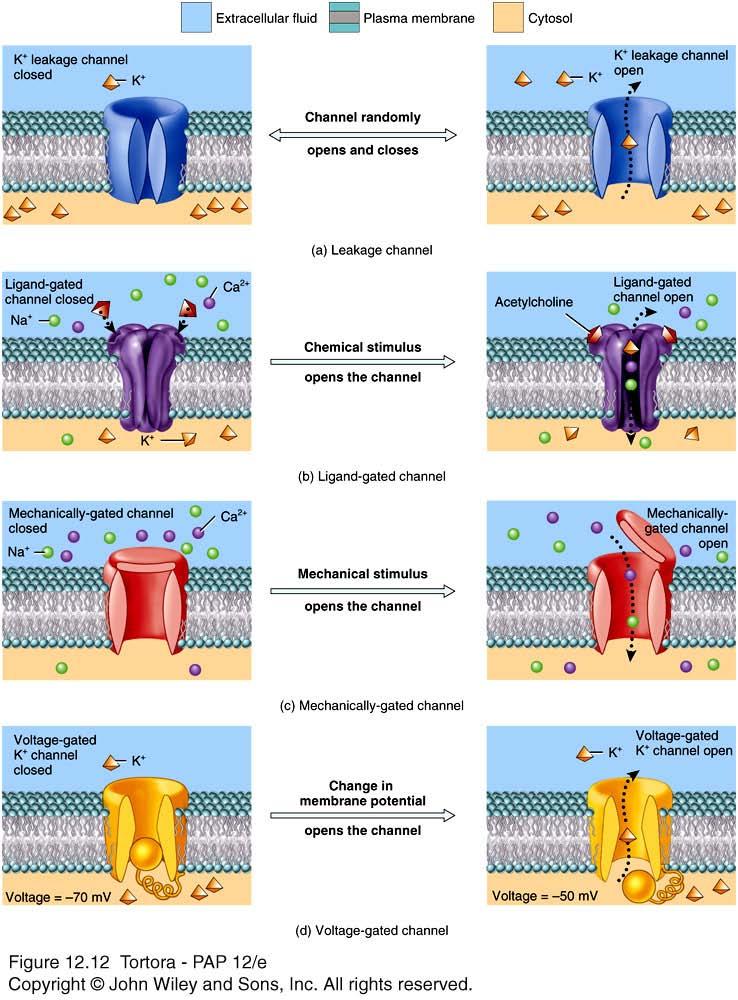 Ion channels in plasma membrane