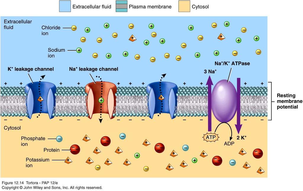 Factors that contribute to resting membrane