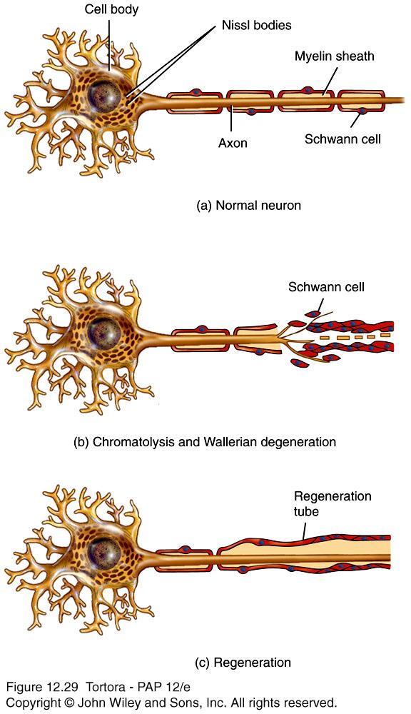 Repair within the PNS Axons & dendrites may be repaired if neuron cell body remains intact schwann cells remain active and form a tube scar tissue