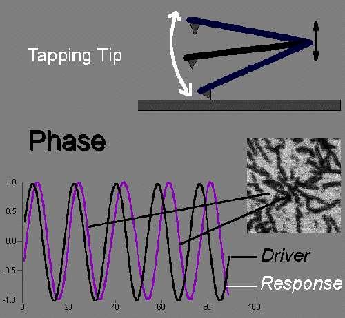 Phase Imaging phase-the fraction of a complete cycle elapsed as measured from a specified reference point and often