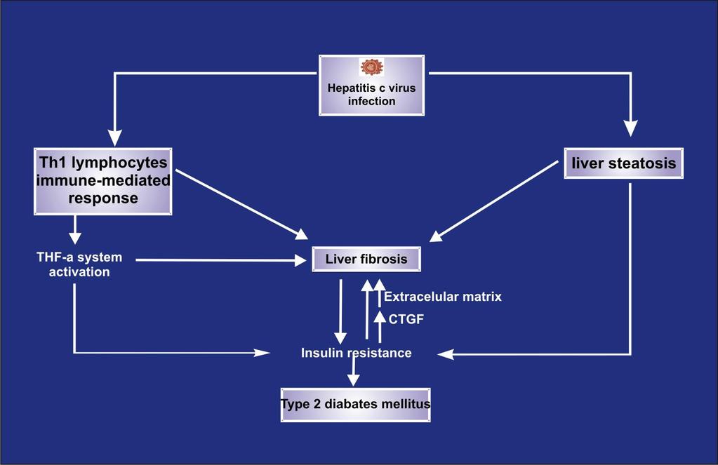 Mechanism Involved in the Diabetogenic Action