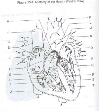 Human Anatomy & Physiology Chapter 19 Worksheet 1 The Heart Page 5 of 5 31. Using the following terms, identify the structures of the heart by labeling Figure 13-2.