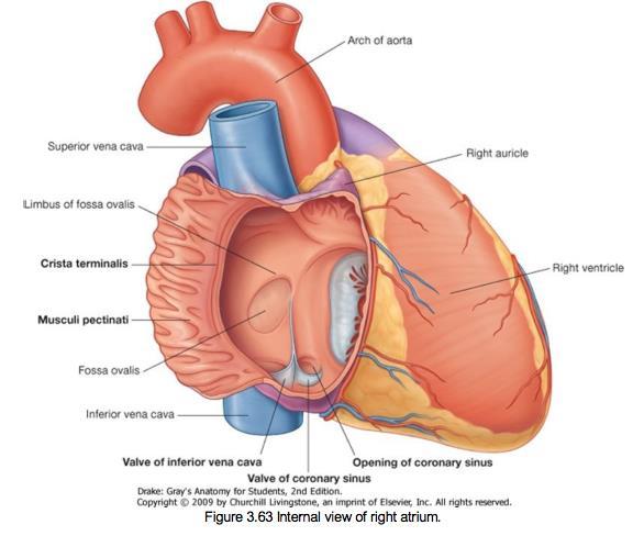 The closure of the AV valve on the right and left sides makes the first heart sound (lub), the closure of the semilunar valves makes the second heart sound (dup) lub dup If you open the right atrium