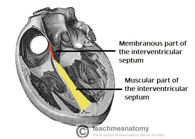 # The interventricular septum is thick in its lower part.