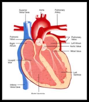 WHY the papillary muscles confirm closure of the valves before the contraction of the ventricle?