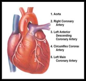At the Apex of the heart: both the right and the left arteries anastomose at the apex Conclusion>>The Apex is supplied by the two coronary arteries, WHY?