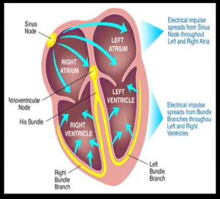 Conductive system of the heart is formed of a net work of Modified cardiac muscles. What is the modification?