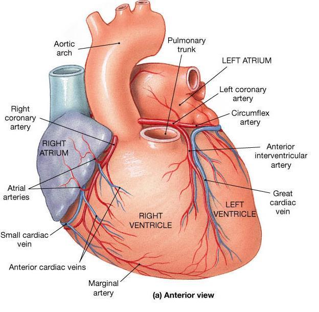 The arterial supply of the coronary circulation is provided by the right and left coronary arteries, both arising from the base of the aorta and