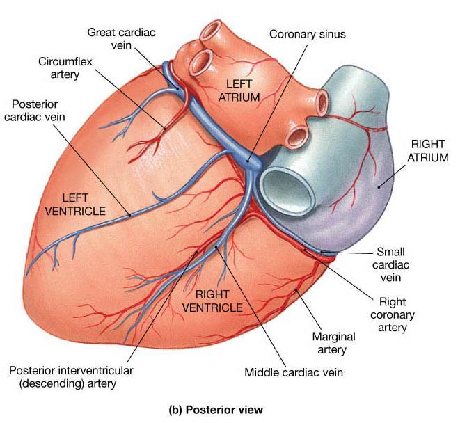 The right coronary artery divides into two branches, the marginal artery and the posterior interventricular artery Complete blockage leads to tissue