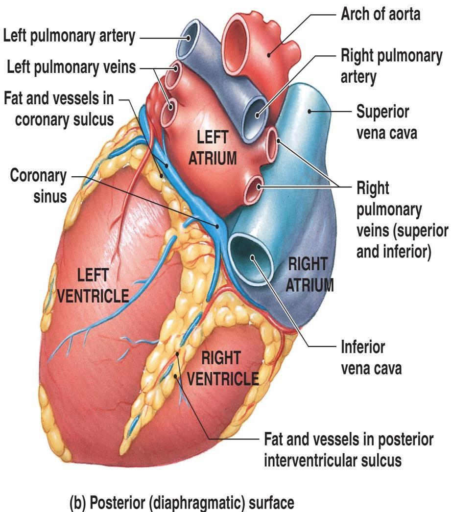 The sinus has three large tributaries: the great cardiac vein, in the