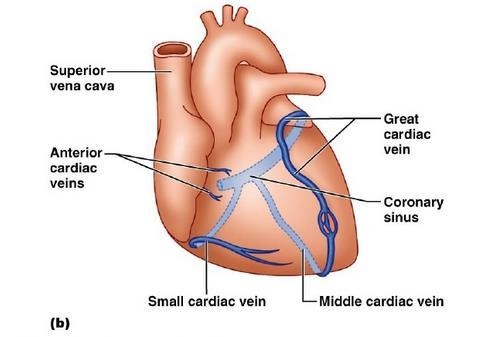 along the heart s right inferior margin.