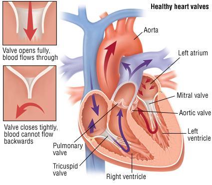 Atrioventricular (AV) valves: When Blood pressure increases