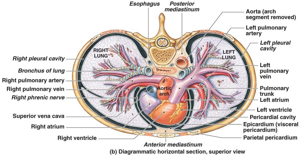 The heart is surrounded by the Pericardium, a double lining